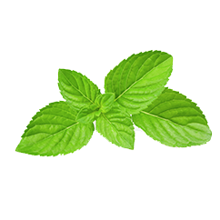 stevia whey manufacturers