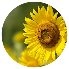 sunflower whey protein isolate manufacturers